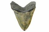 Fossil Megalodon Tooth - Polished Blade #165055-2